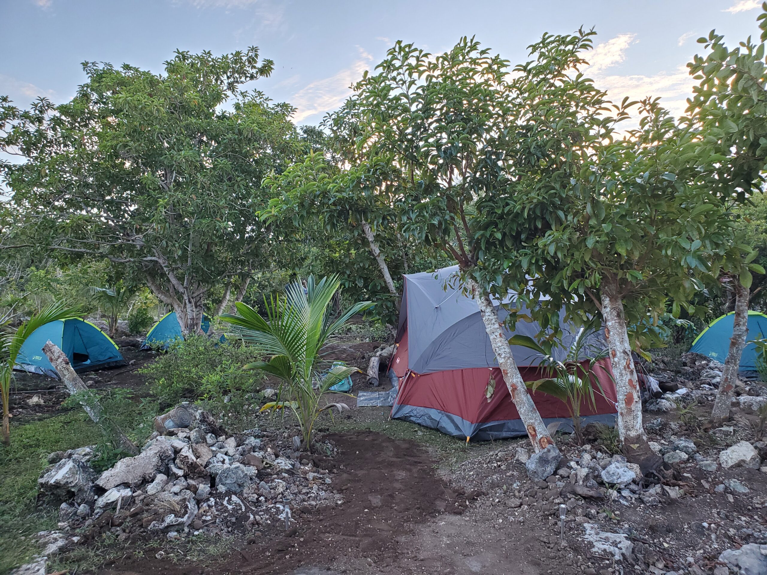 Experience the Wild Heart of the Jungle - Image 3