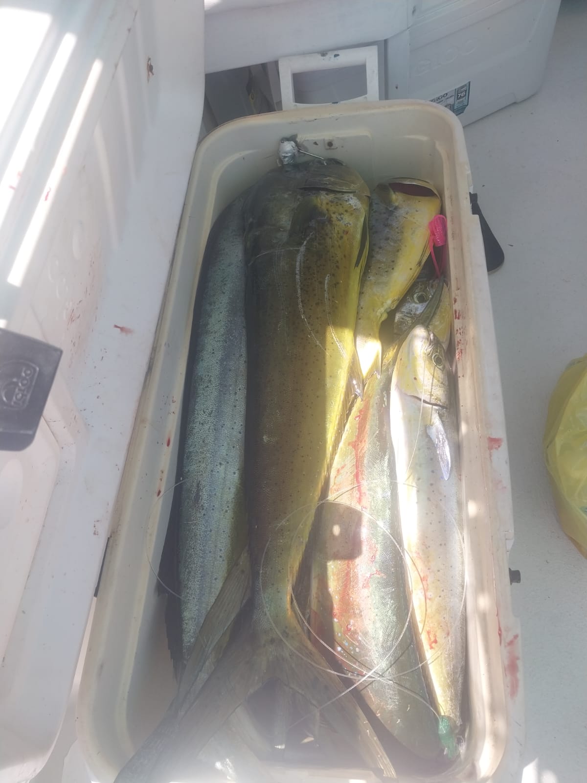 Lets Go Fishing! Catch & Cook: The Ultimate Fishing Adventure 🎣 - Image 2