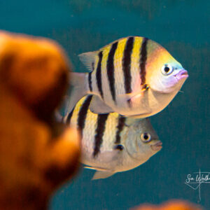 🌊 The Snorkel & Underwater Photo Safari 📸